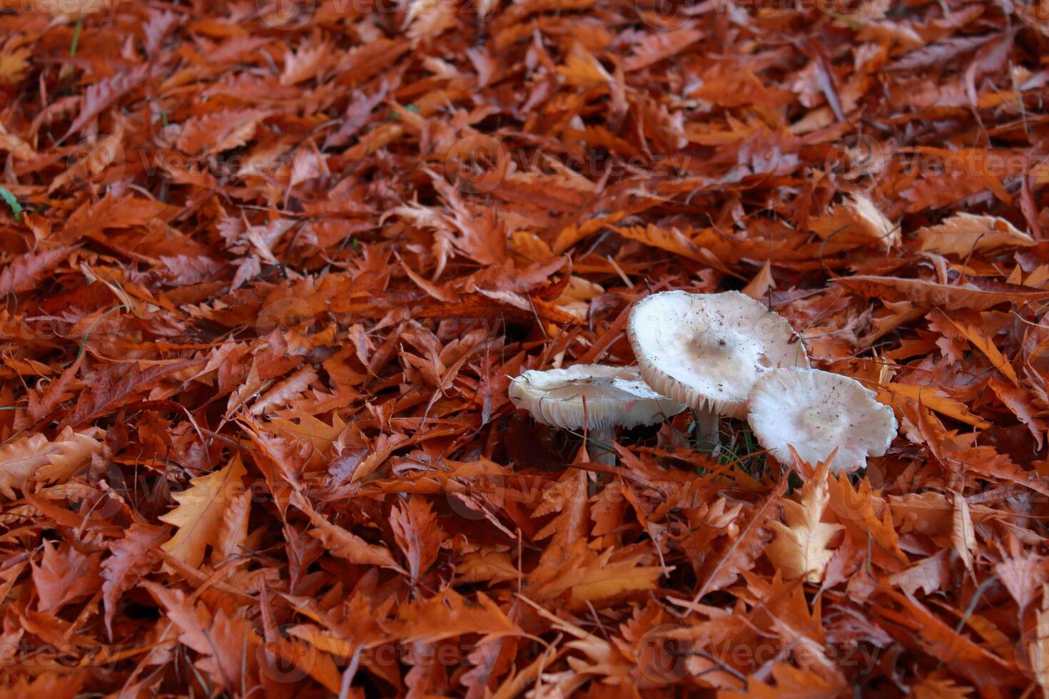 Autumn mood in a red oak wood photo