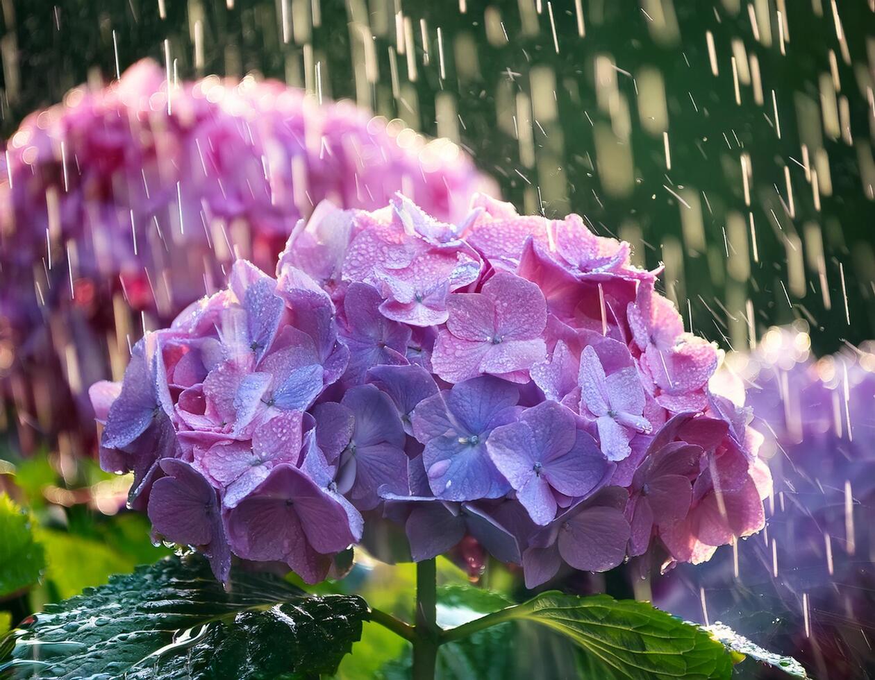 hydrangea in rain photo