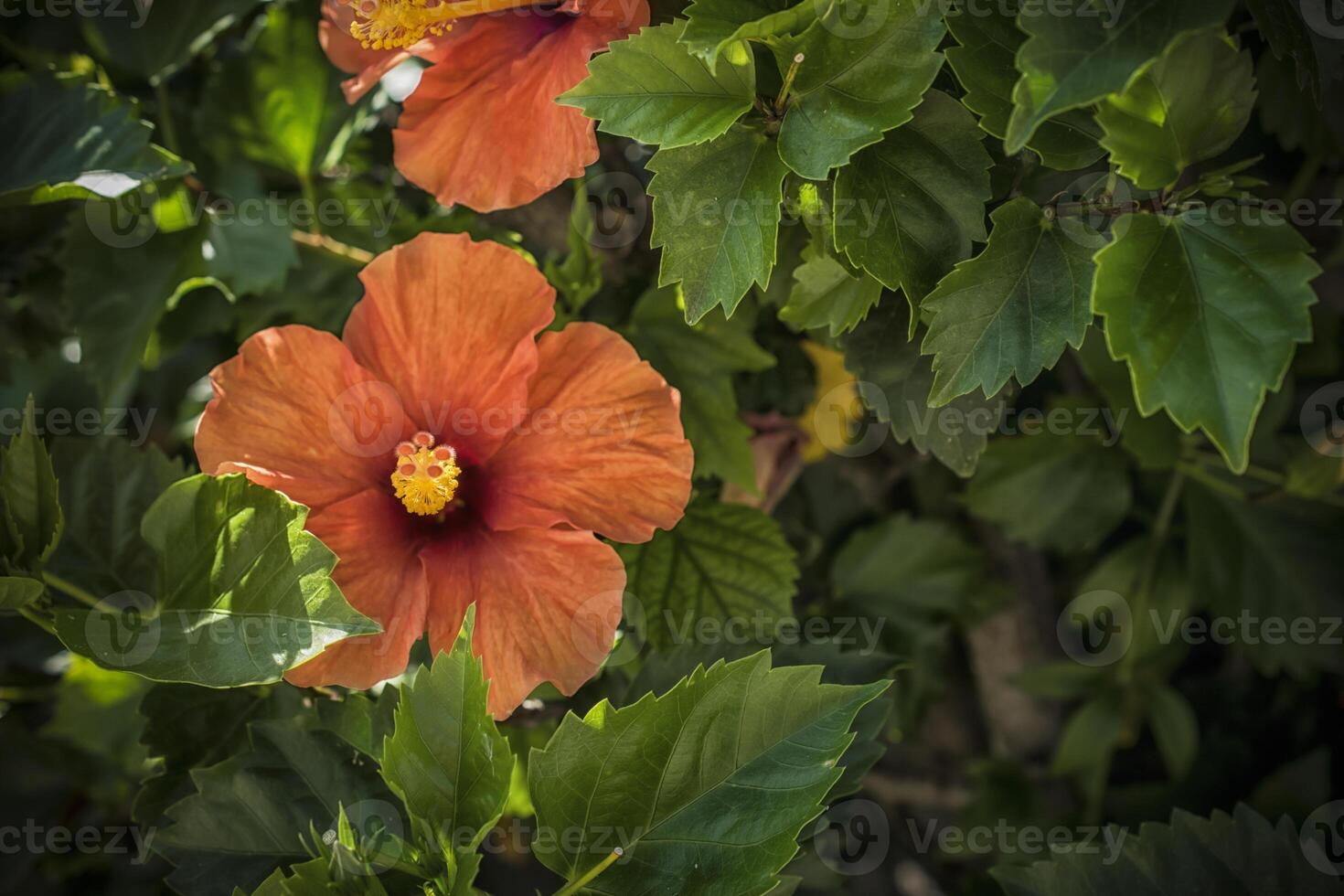 A beautiful orange hibiscus flower blooming in a garden photo