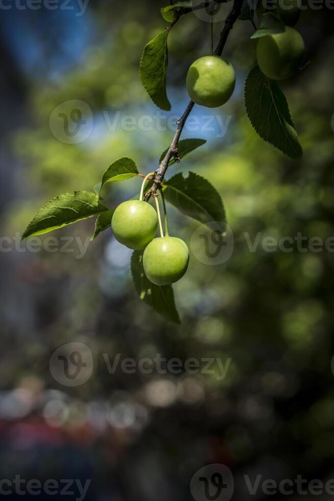 A closeup photo of green cherries on a tree branch in spring with bokeh background