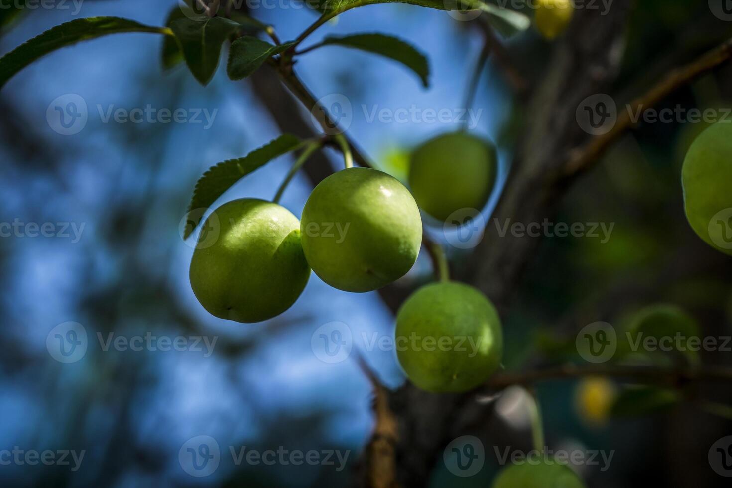 A photo of green cherries on a tree branch in spring