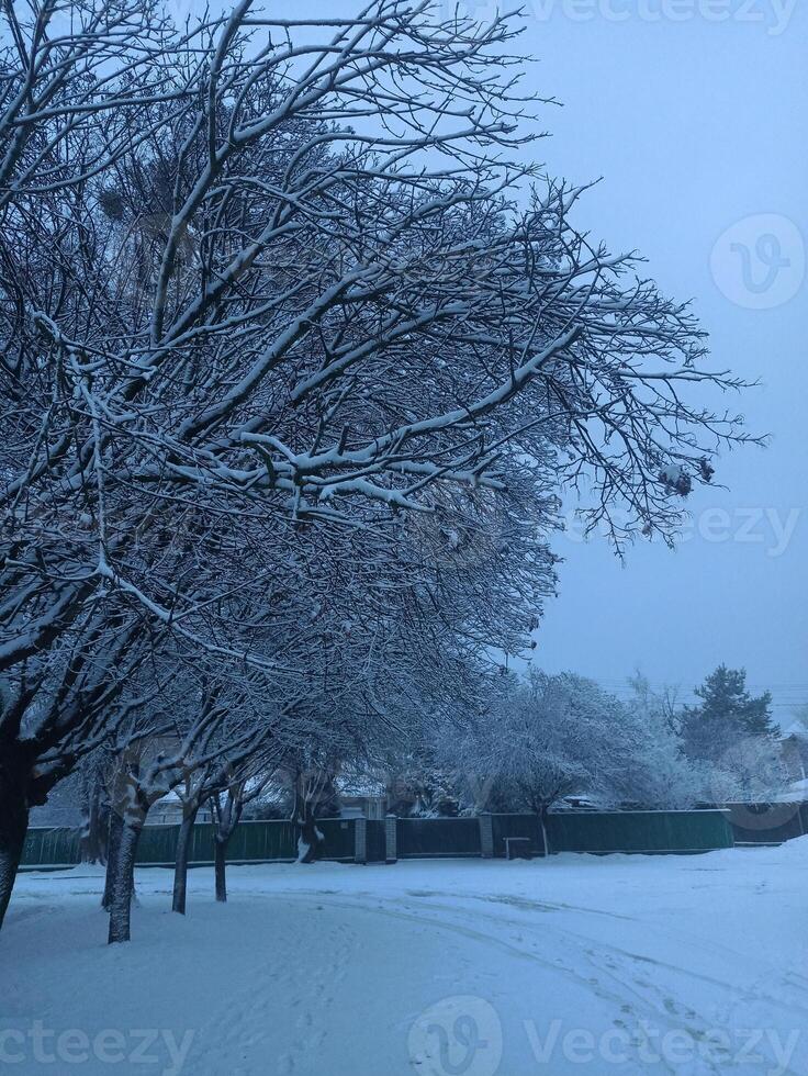 Snow-covered trees lining a quiet street photo