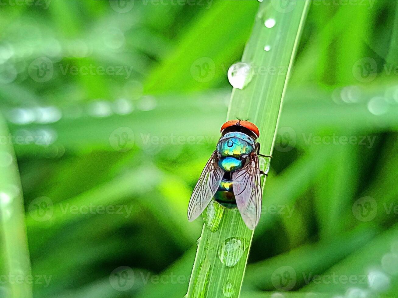 A beautiful shot of a common green bottle fly photo