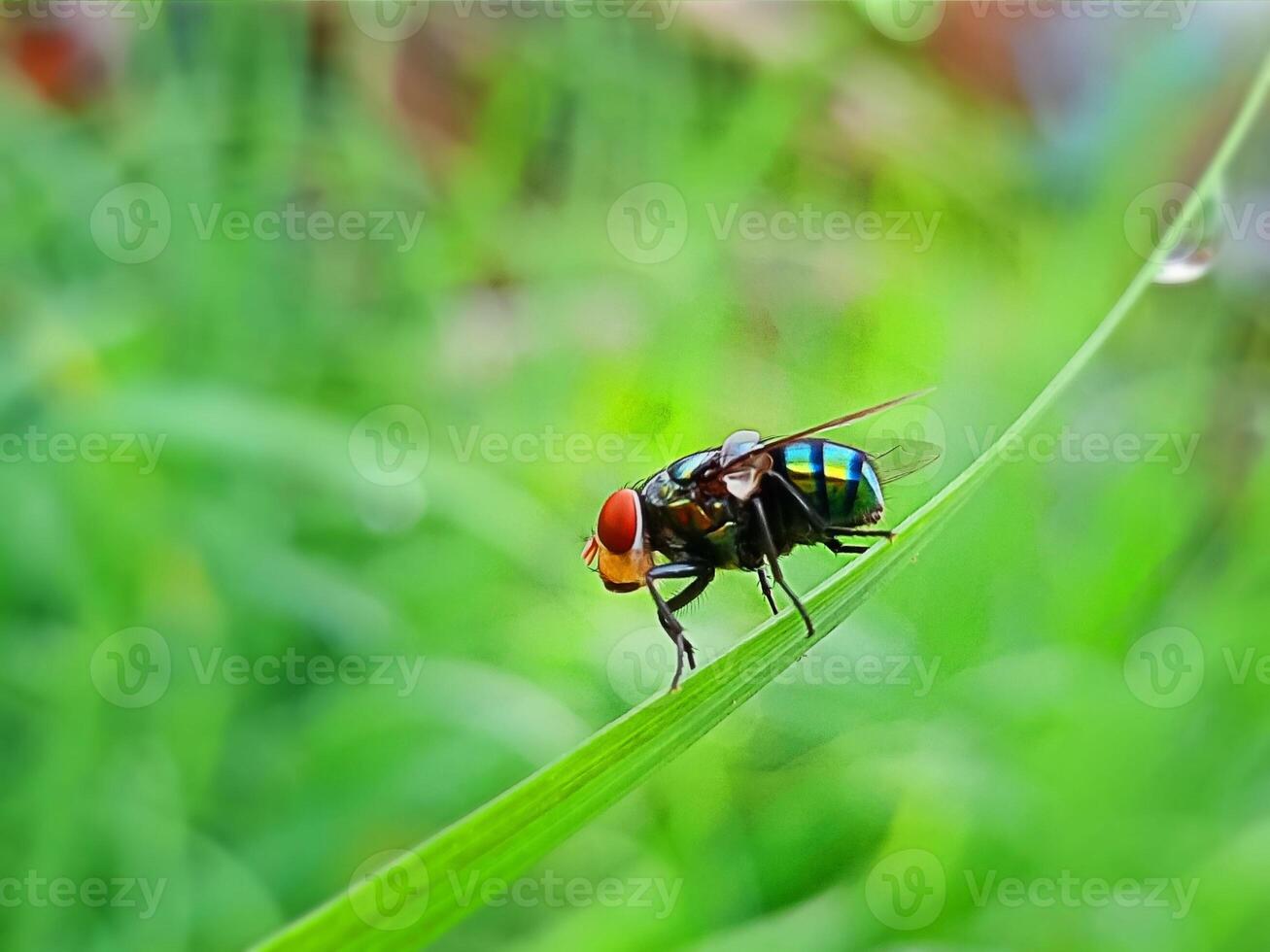 chrysomya megacephala latrine blue fly blowflies photo