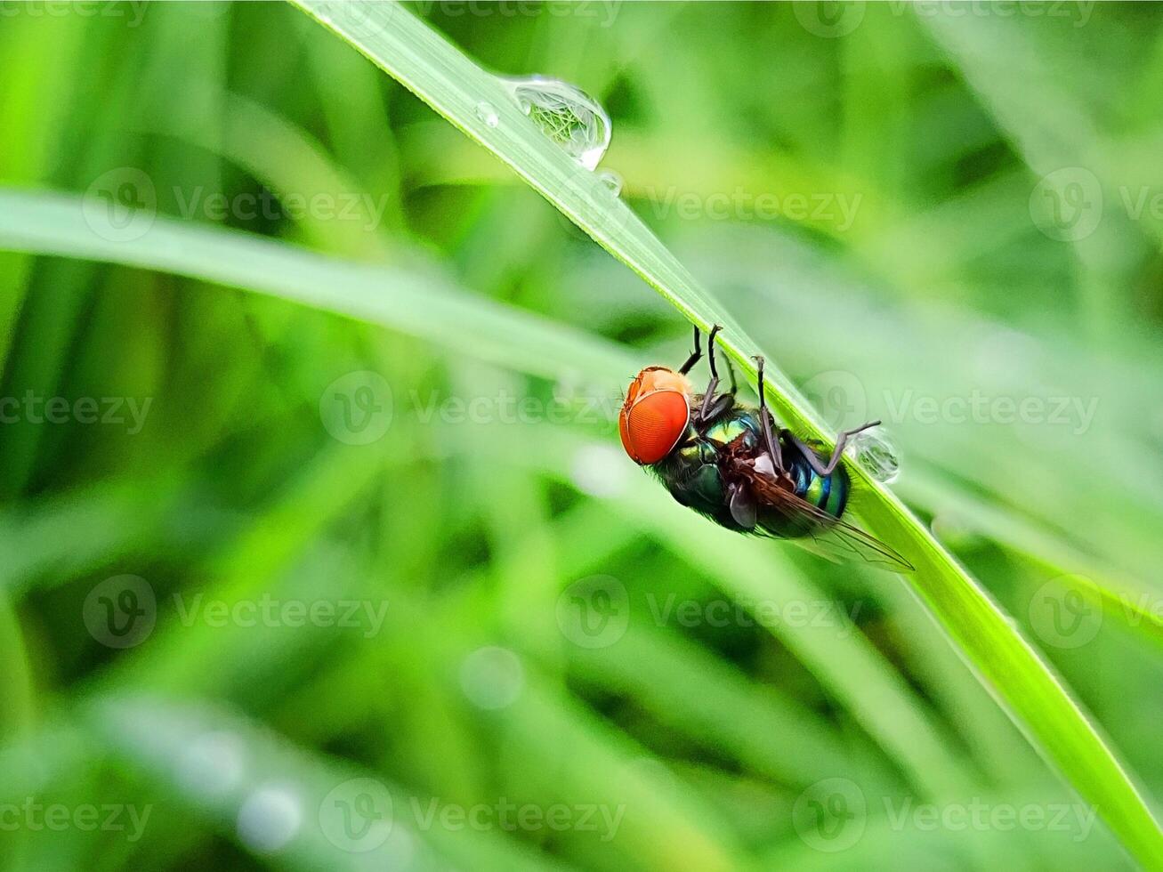 chrysomya megacephala more commonly known oriental photo