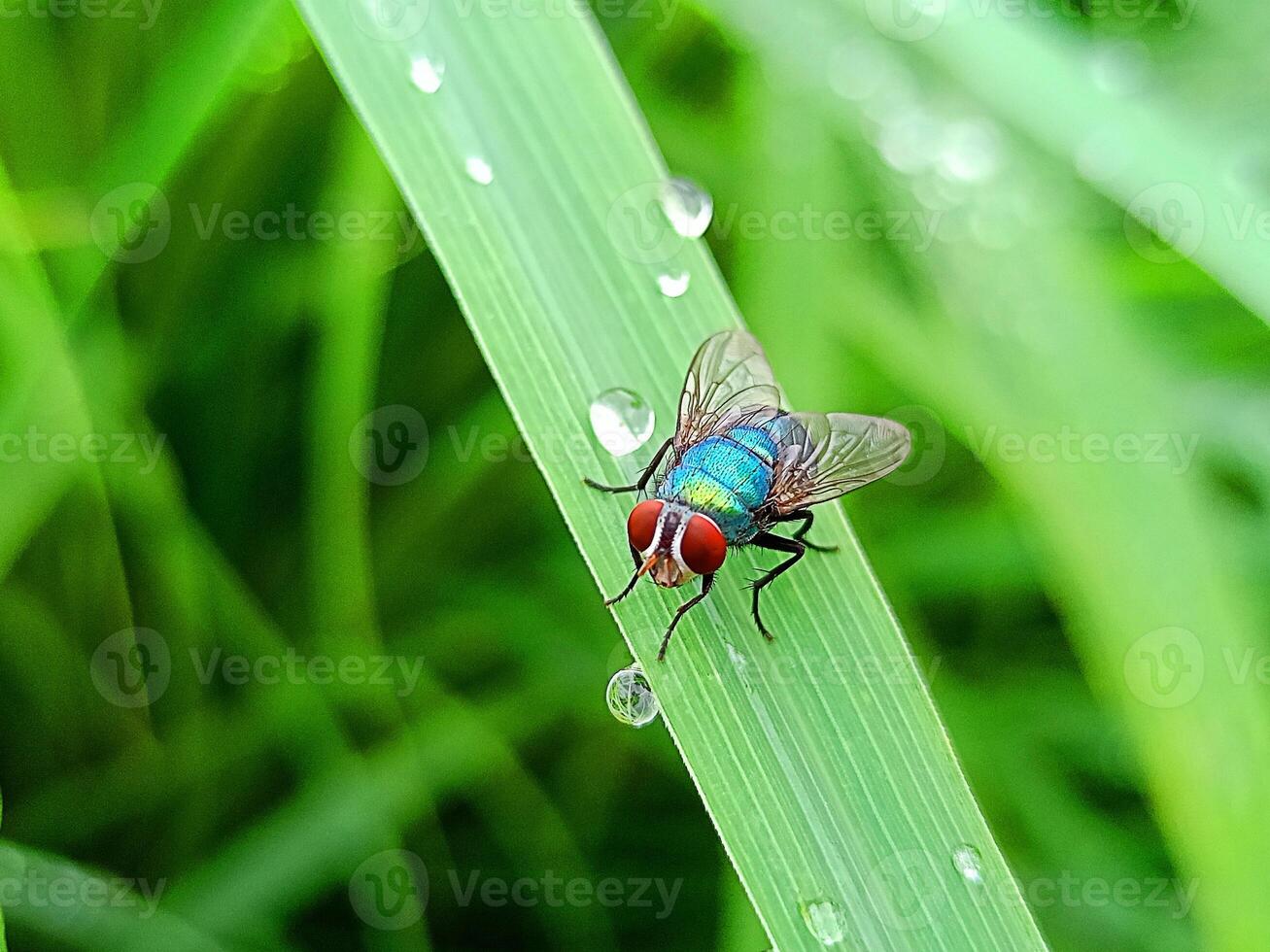 Green bottle flies in Indonesia photo