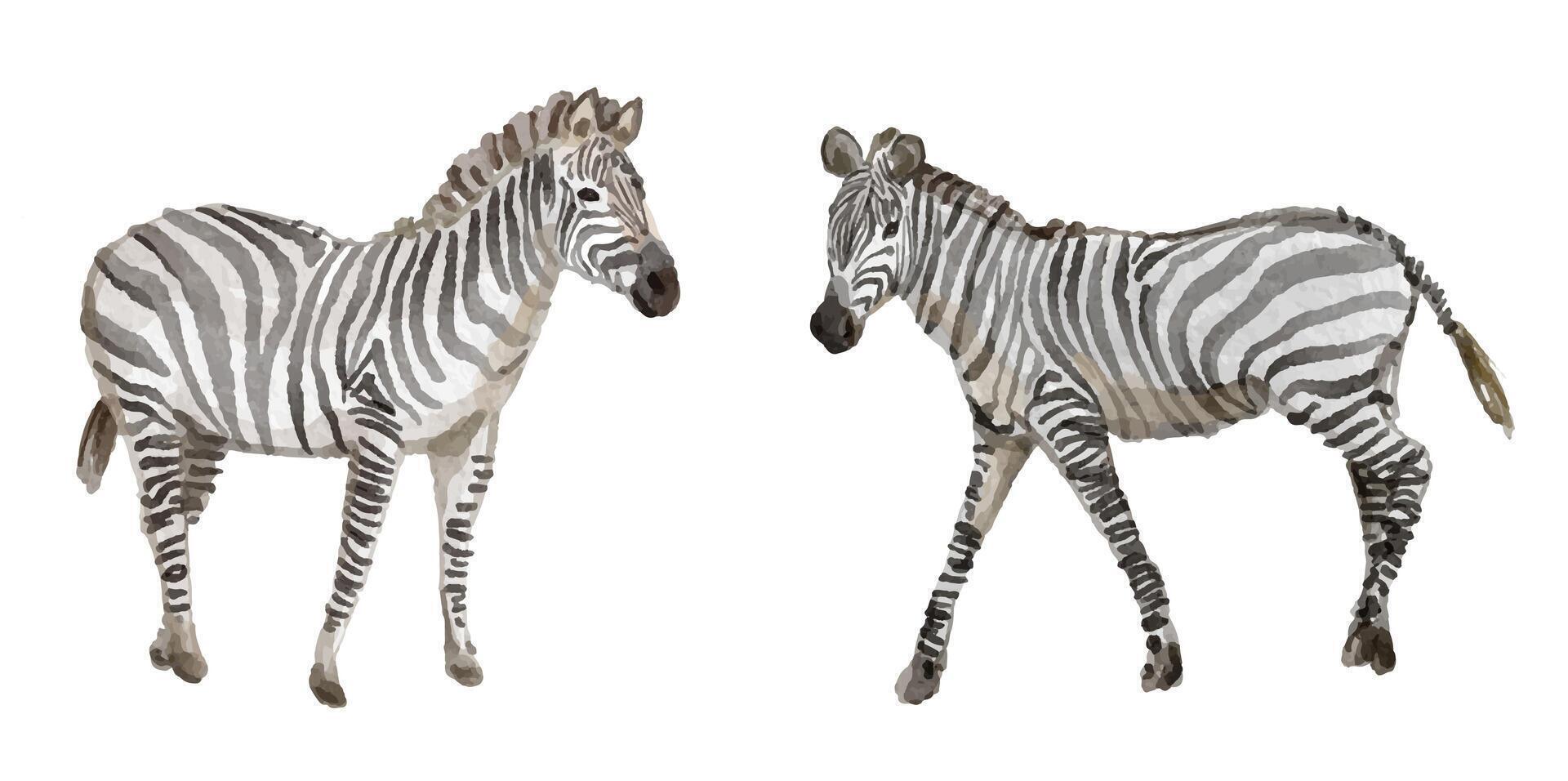 Watercolor set of zebra for logo, invitations and more vector