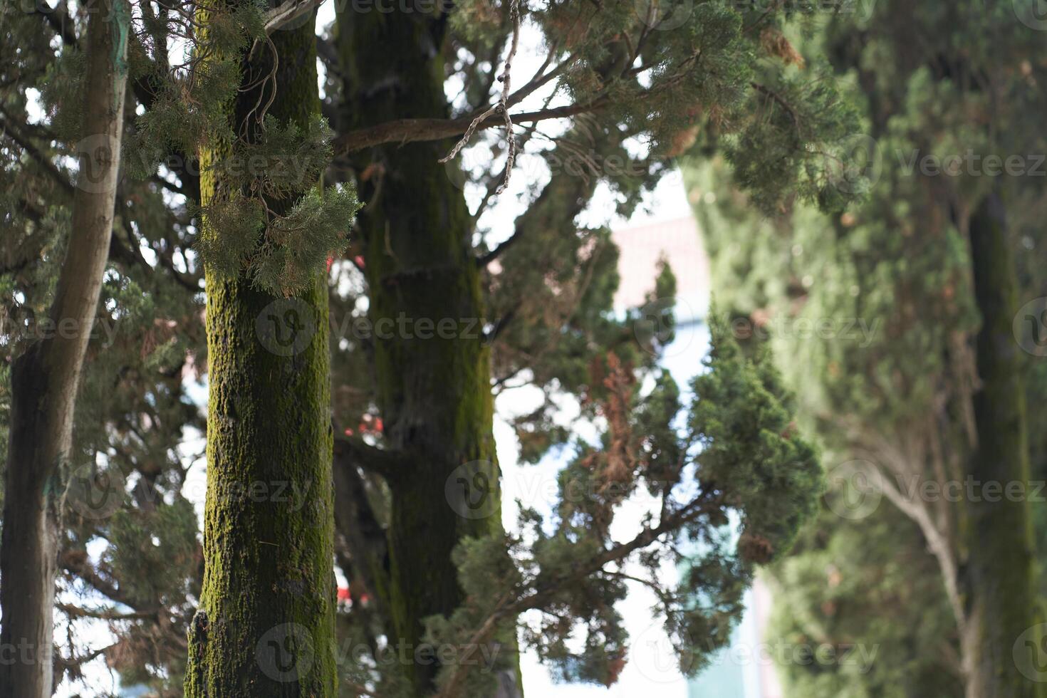 Tree trunks ate with bare branches on a summer day. A dense thicket of branches, where there is a place to copy. photo