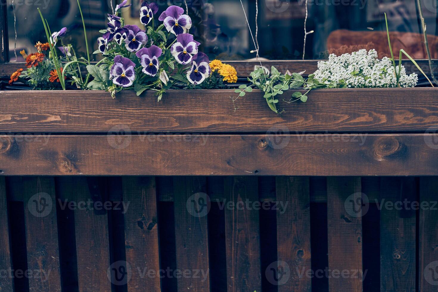 Marigolds, pansies and alyssum grow in a wooden box. Summer flowers grow in an open space near an outdoor cafe. With space to copy photo