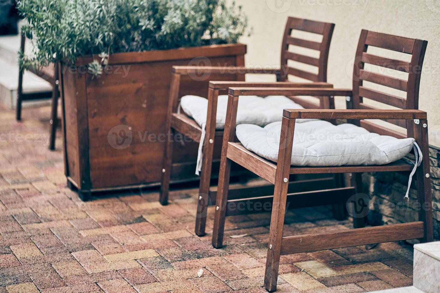 There are two chairs with soft cushions in the backyard. A green cypress plant in a wooden flowerbed in an open space. With space to copy photo