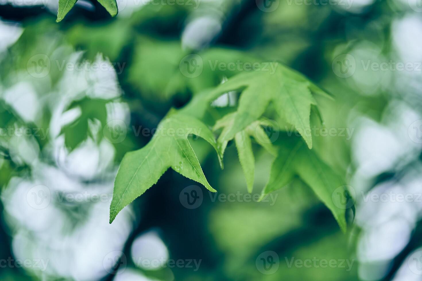Summer seasonal background of green maple leaves. The concept of eco-nature. A layout for your design with a place to copy photo