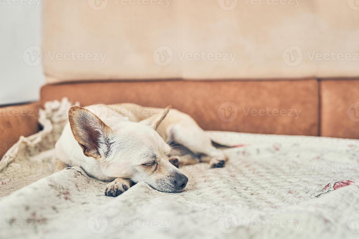 Cute chihuahua dog with big ears resting on the bed. A charming little dog lying in bed. Close-up, a place to copy. photo