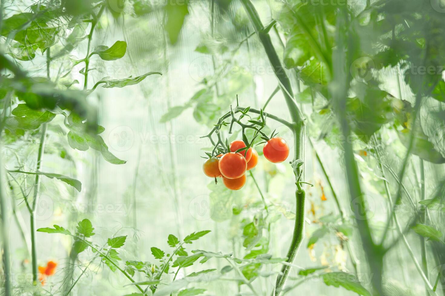A ripe tomato growing in a greenhouse. A fresh bunch of red natural tomatoes on a branch in an organic vegetable garden. Blurred background and a place to copy photo