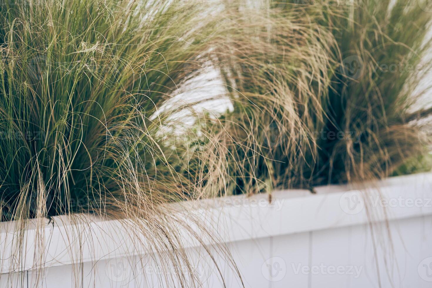 Needle-winged grass with a fine texture of bright green and yellow foliage in a concrete flowerbed or Mexican grasshopper. There is a place to copy photo