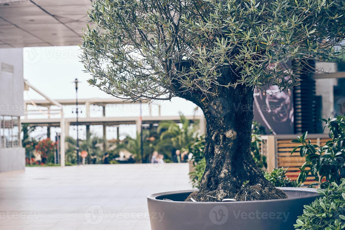 Part of an olive tree in a concrete pot on the background of a cafe building. A decorative element near the entrance to the restaurant. With space to copy photo
