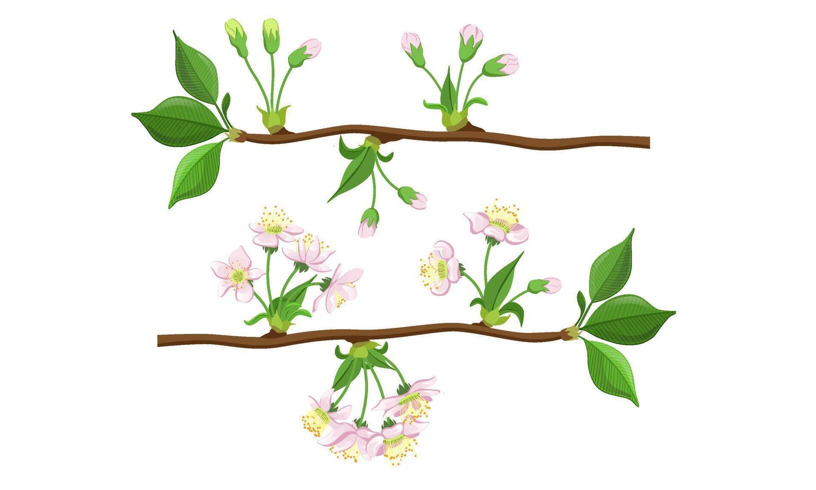 Blooming Tree Branches Set, Apple or Cherry Flower Blossom Stages Illustration vector