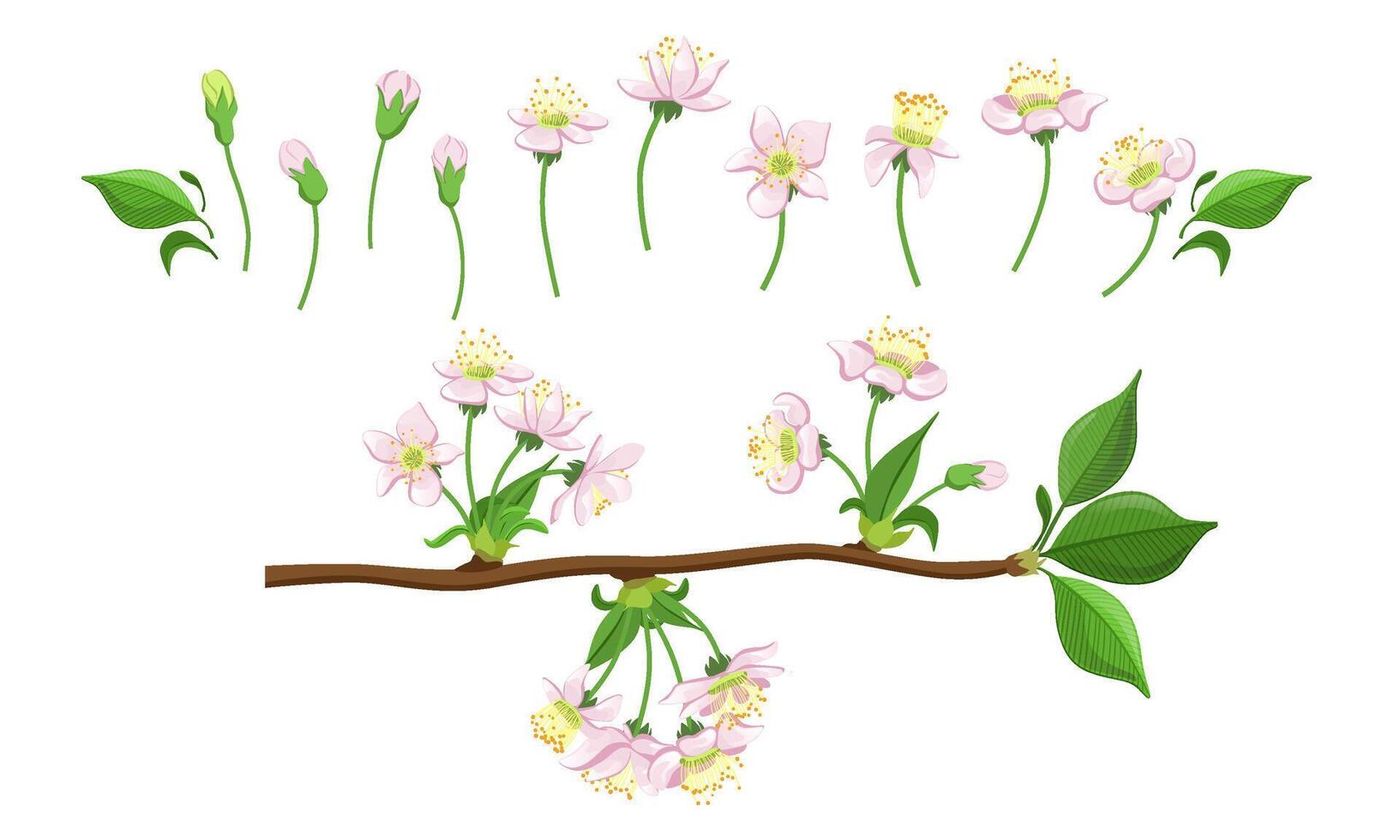 Blooming Tree Branches Set, Apple or Cherry Flower Blossom Stages, Pink Flower Flourish Process Illustration vector