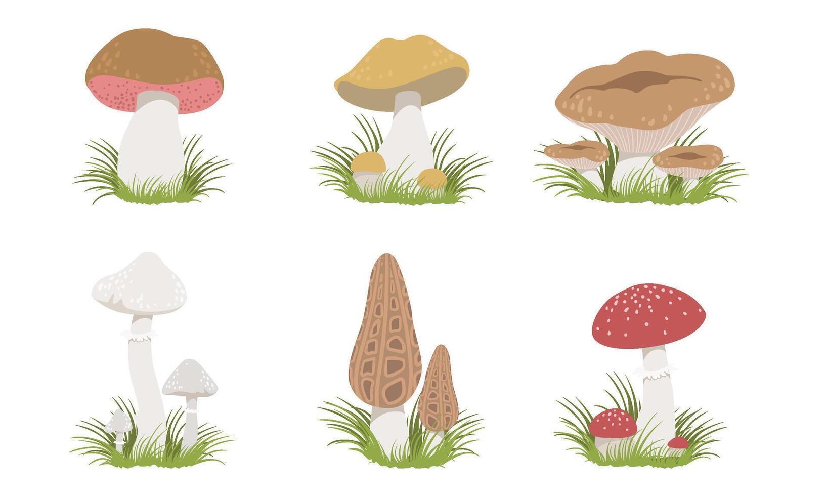 Collection of Forest Mushrooms Set, Edible and Poisonous Mushrooms Illustration vector