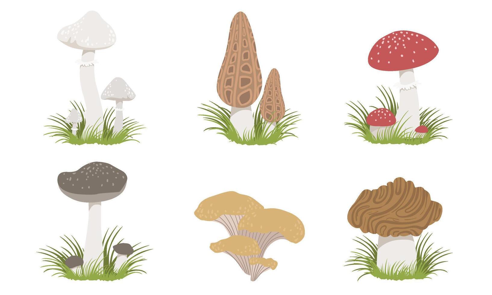 Collection of Wild Forest Mushrooms Set, Edible and Poisonous Mushrooms Illustration vector