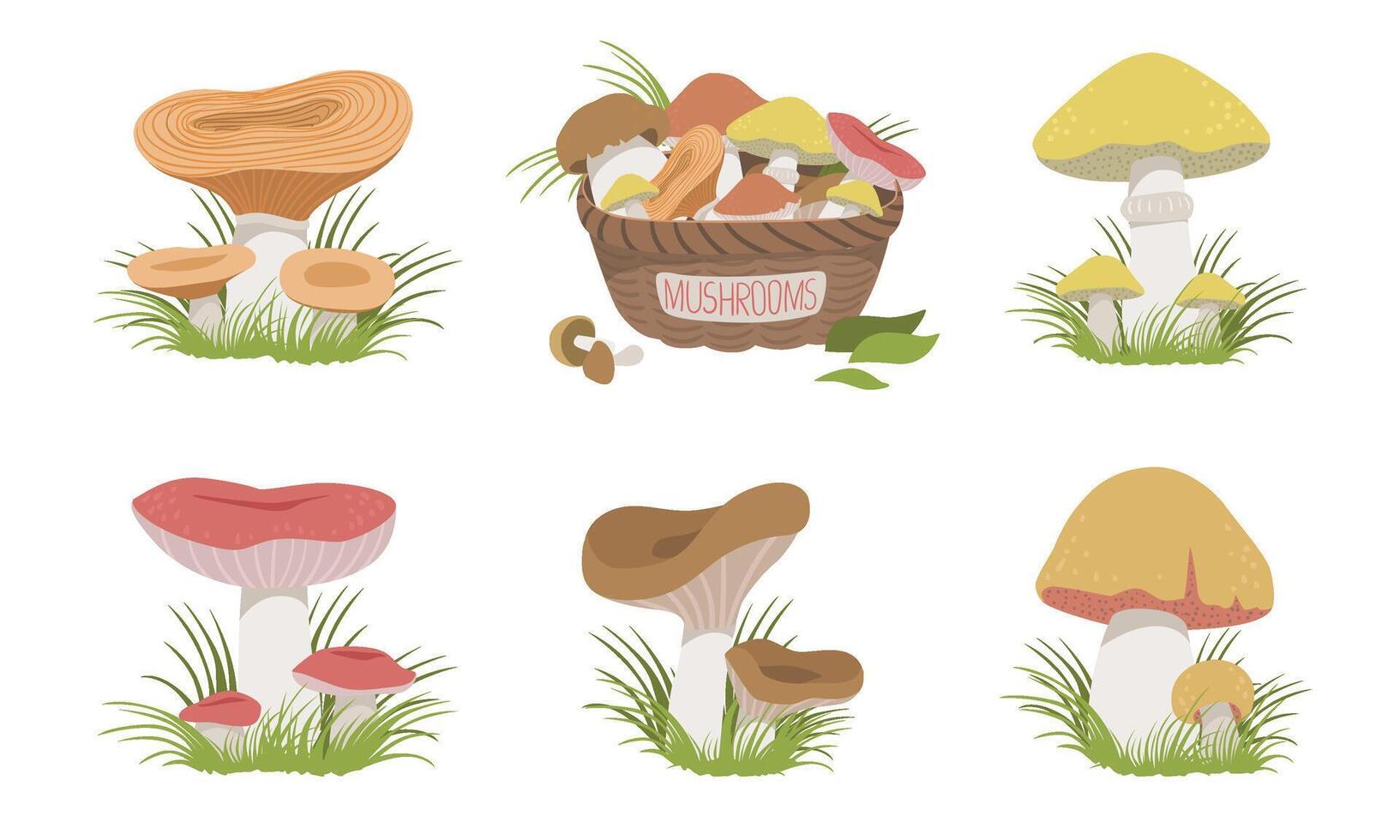 Collection of Wild Forest Mushrooms Set, Edible Mushrooms Illustration vector