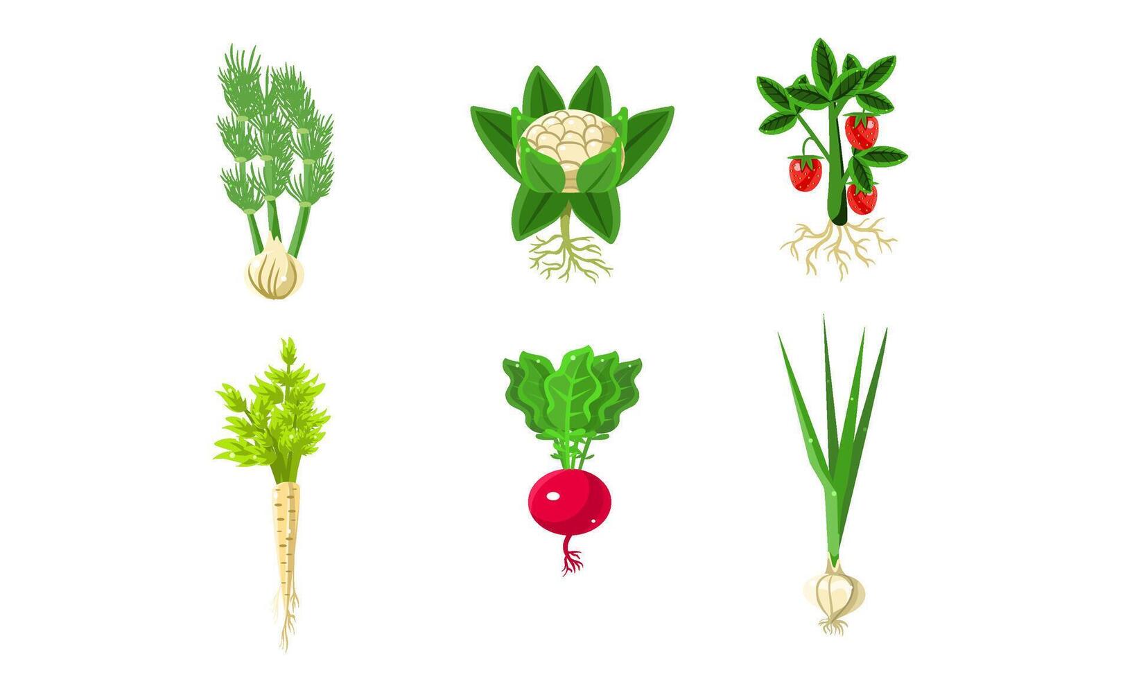 Vegetables With Leaves and Roots Set, Strawberry, Parsley, Onion, Radish, Fennel Illustration vector