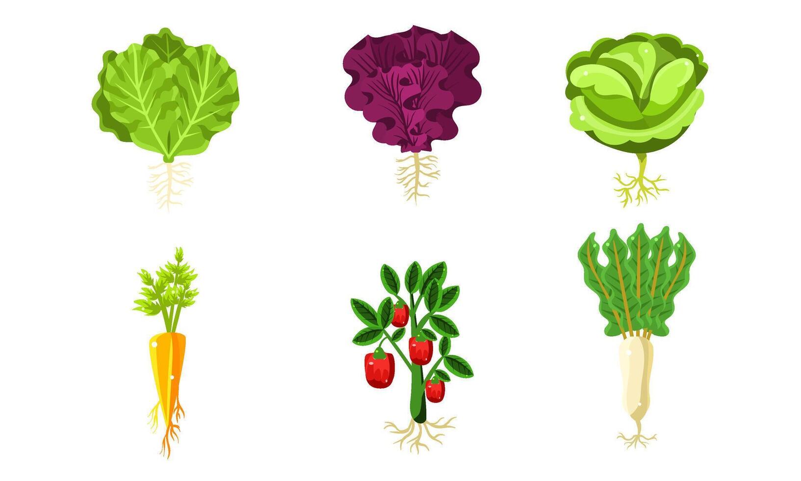 Vegetables With Leaves and Roots Set, Lettuce, Carrot, Tomato, Cabbage, Turnip, Organic Healthy Food Illustration vector