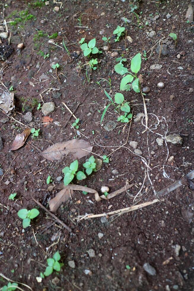 Shoots of plants with fresh green leaves on dark brown soil photo