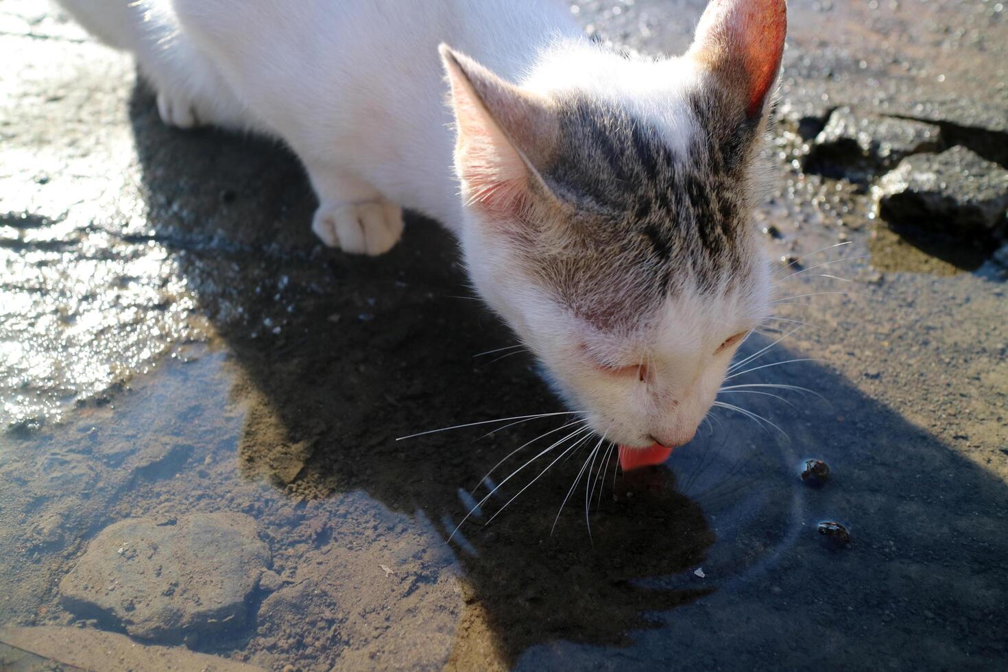 a white cat with a grey head, drinking in a puddle of water in the middle of the road, during the day photo