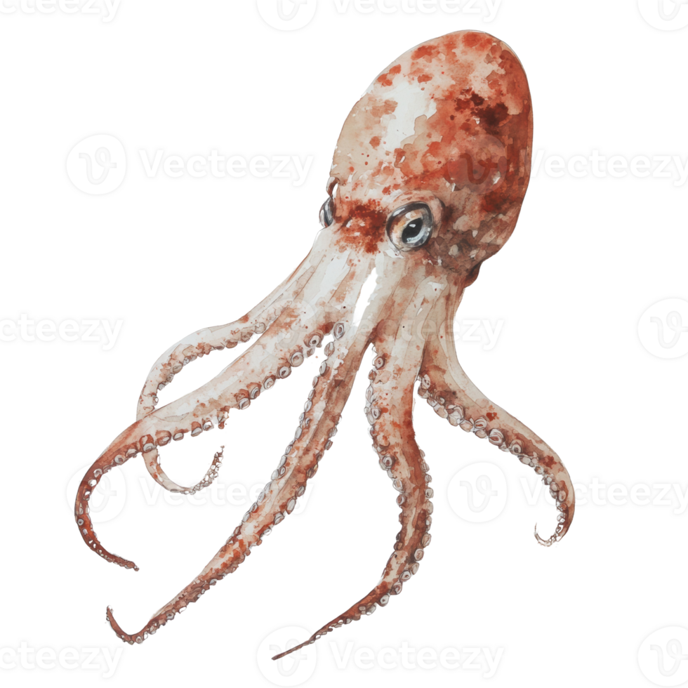 Watercolor Painting of a Reddish Brown Octopus png
