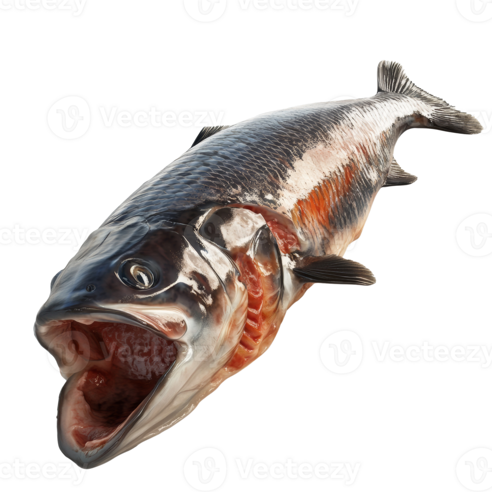 Dissected Fish Displays Internal Anatomy Details png