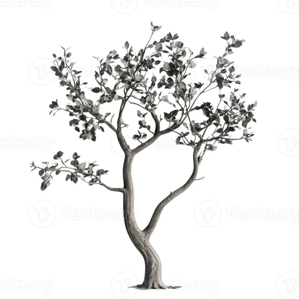 Monochrome image of a small tree with leaves png