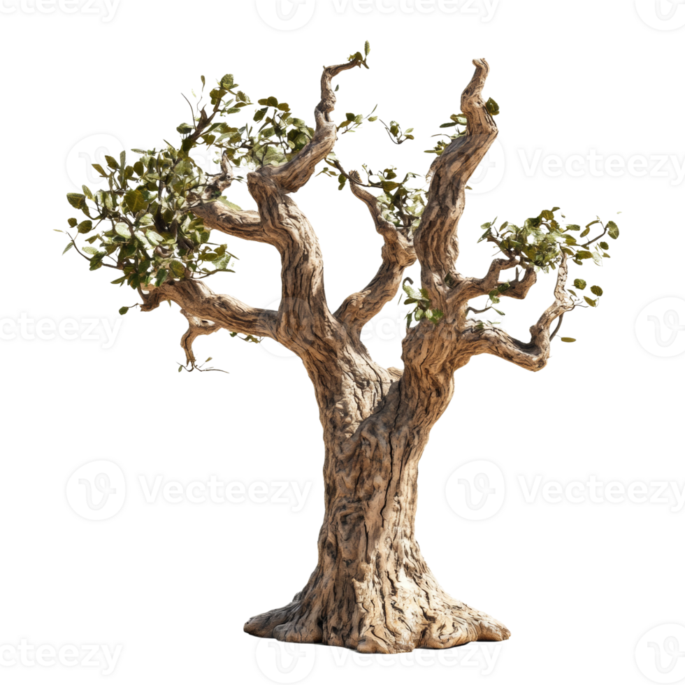 Ancient gnarled tree with sparse green leaves png