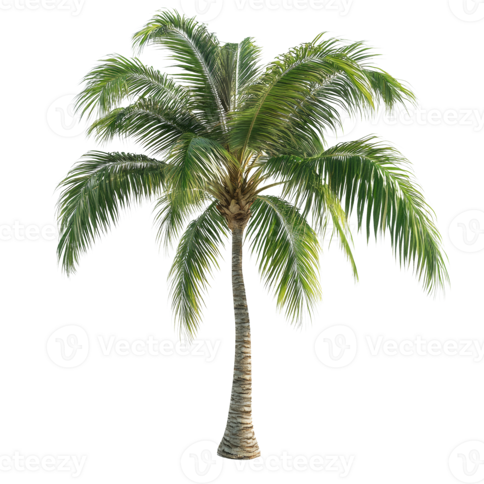 A single tropical palm tree stands tall against a white background png