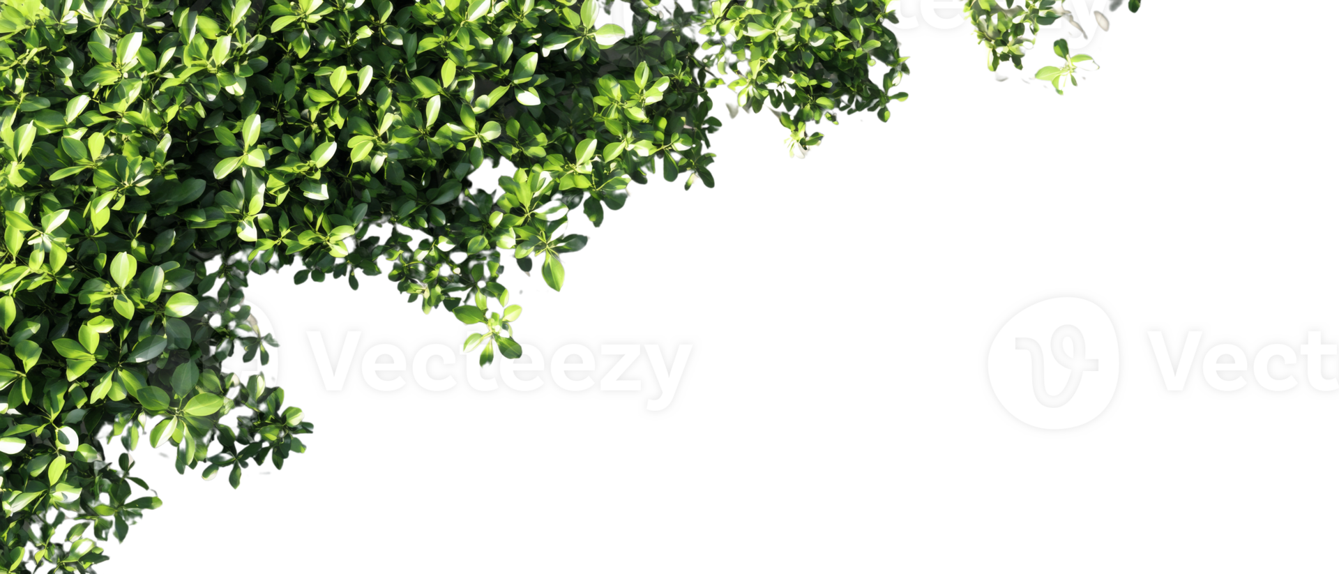 Lush Green Foliage Abundant Leaves Natural Background png