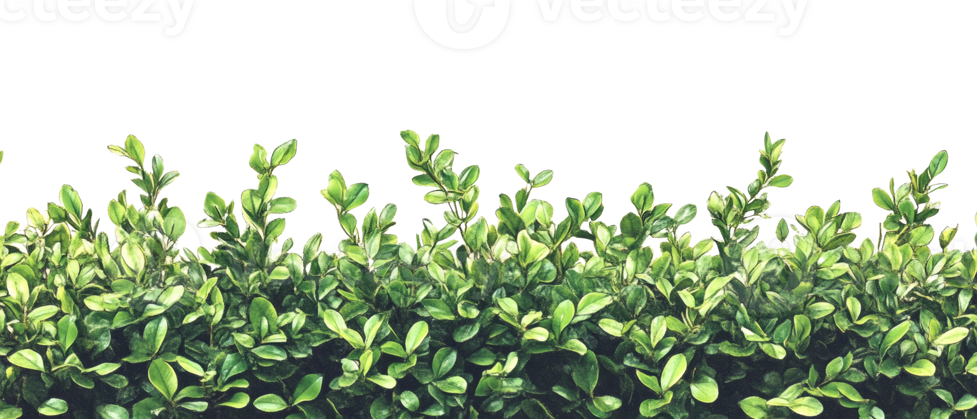 Lush Green Foliage Forms A Vibrant Natural Border png