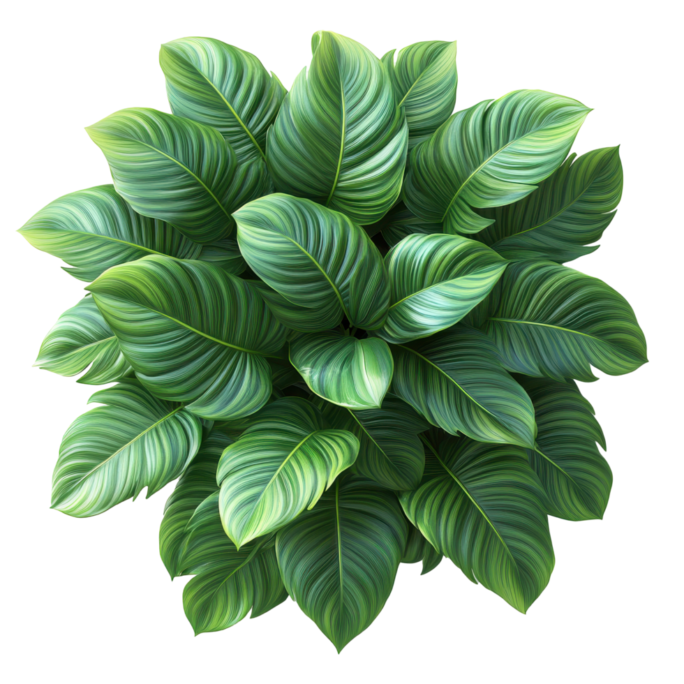 Lush green plant with vibrant leaves displayed from a top view in bright natural light isolated on transparent background. png