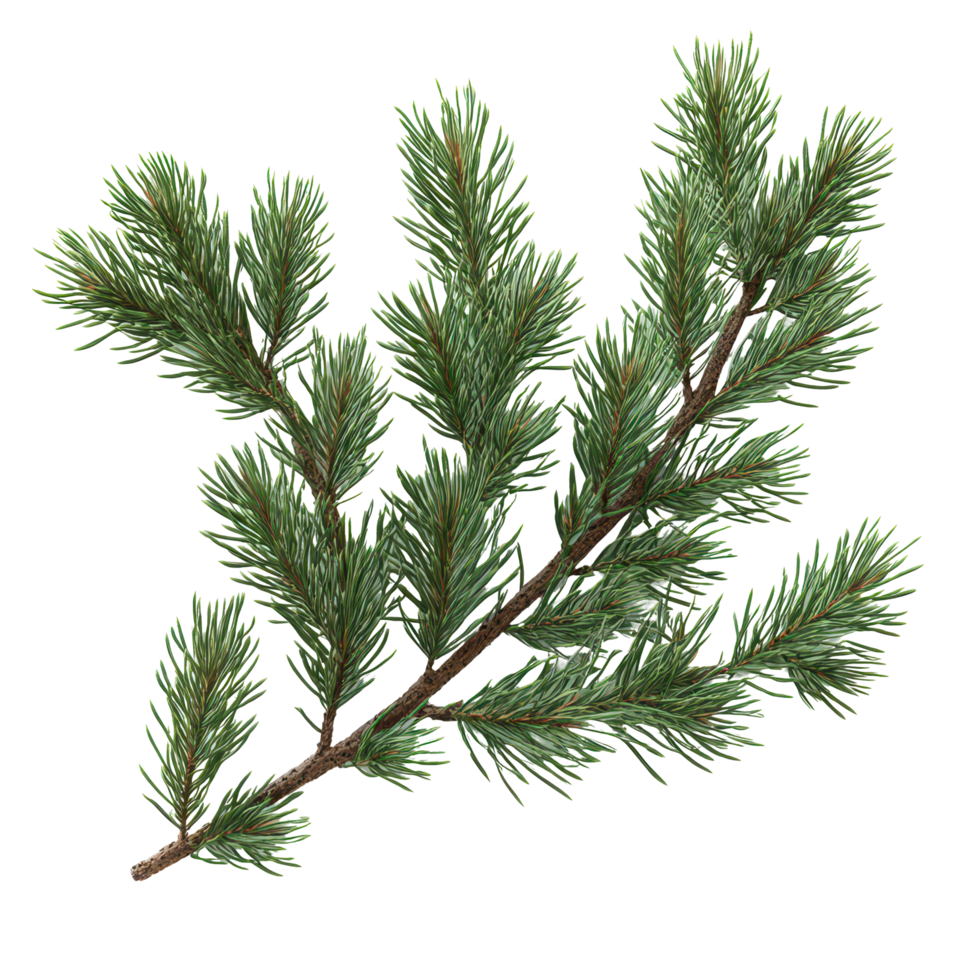 Pine branch with lush green needles perfect for natural decorations and crafts in various seasonal arrangements isolated on transparent background. png