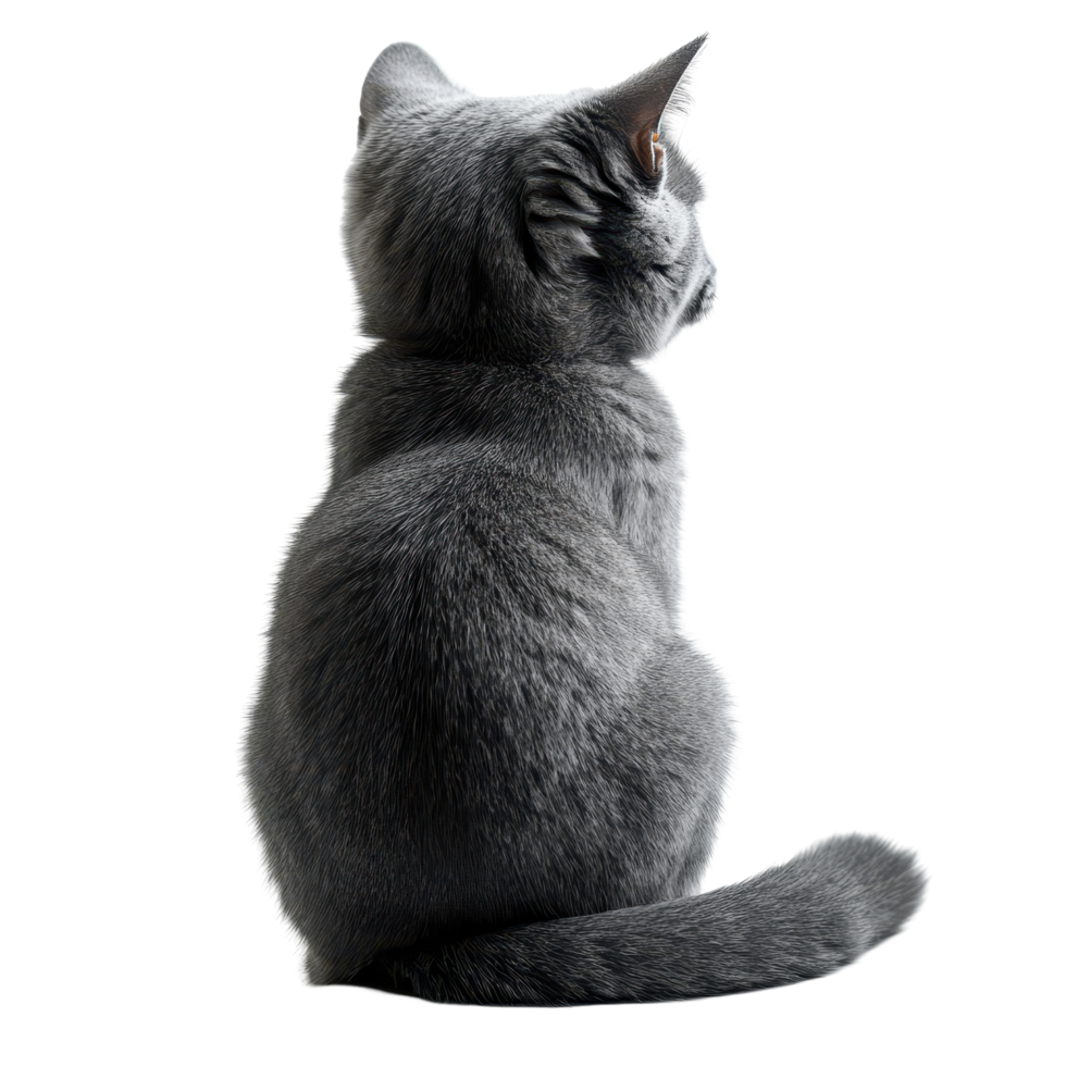 Gray cat sitting quietly while looking out the window on a bright sunny day isolated on transparent background. png