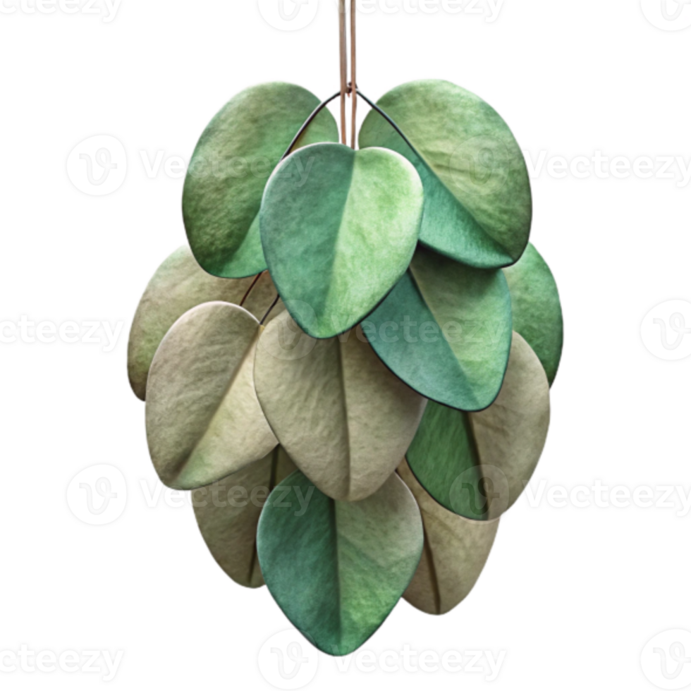 Green and Beige Leaves Realistic Illustration Cluster Botanical Image png