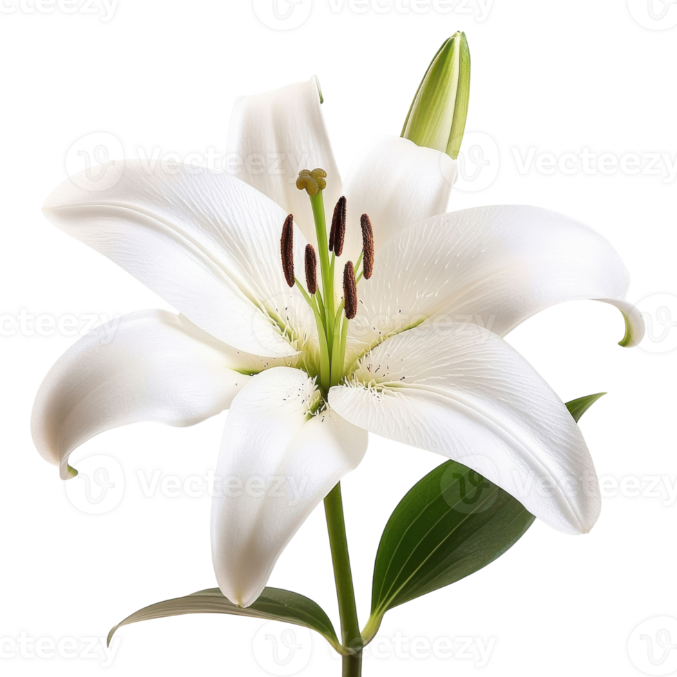 White Lily Flower Green Stem on transparent background. png