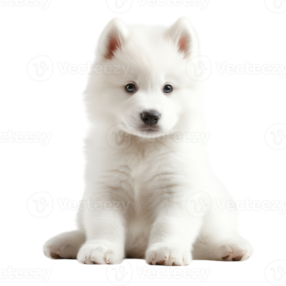 Fluffy Samoyed Puppy Dog on transparent background. png