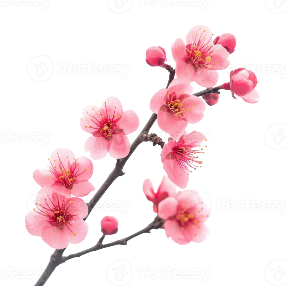 Pink Flower Branch White Background on transparent background. png