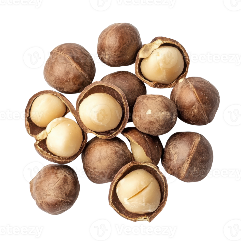 Macadamia Nuts on White Background on transparent background. png