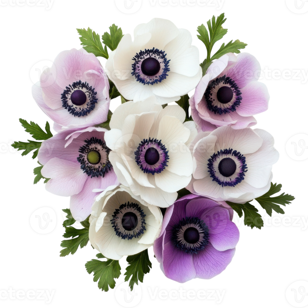 Anemone Blooms Bunch White on transparent background. png