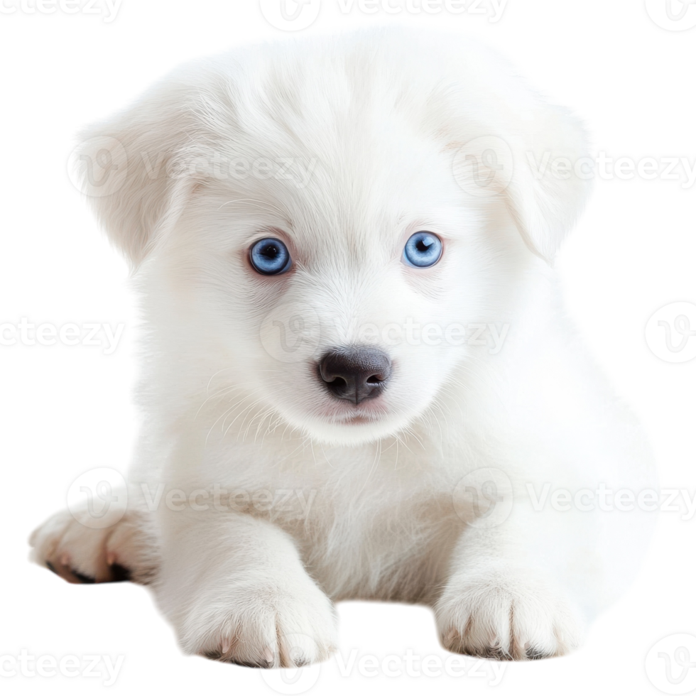 Adorable Puppy Soft Blue Eyes on transparent background. png