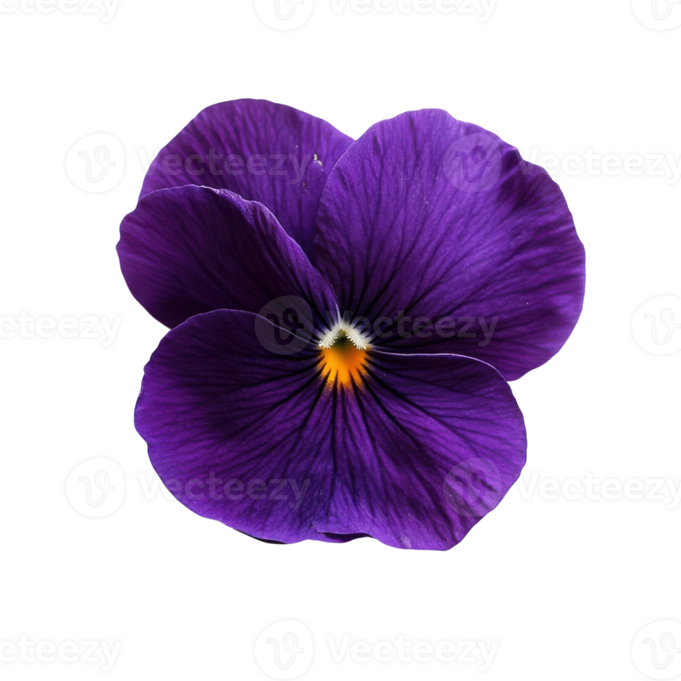 PurpleFlowerBrightCenter on transparent background. png