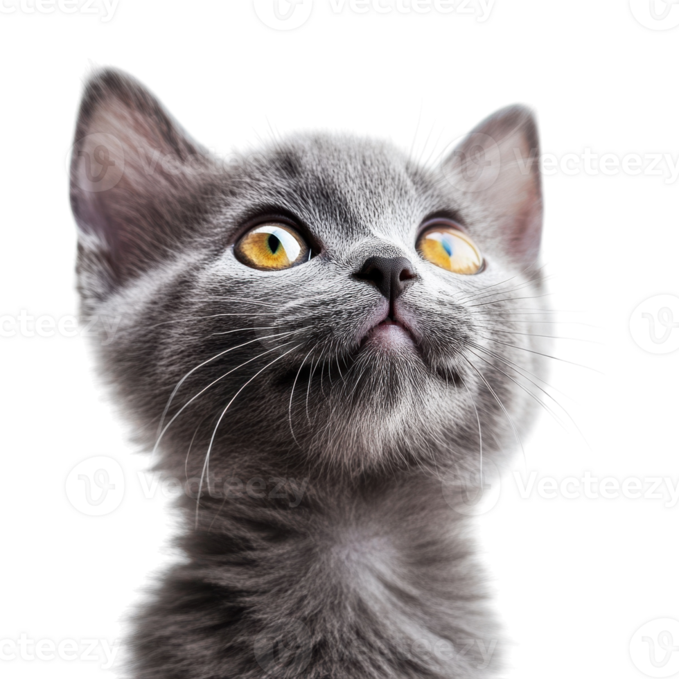 Adorable Grey Kitten Looking Up on transparent background. png