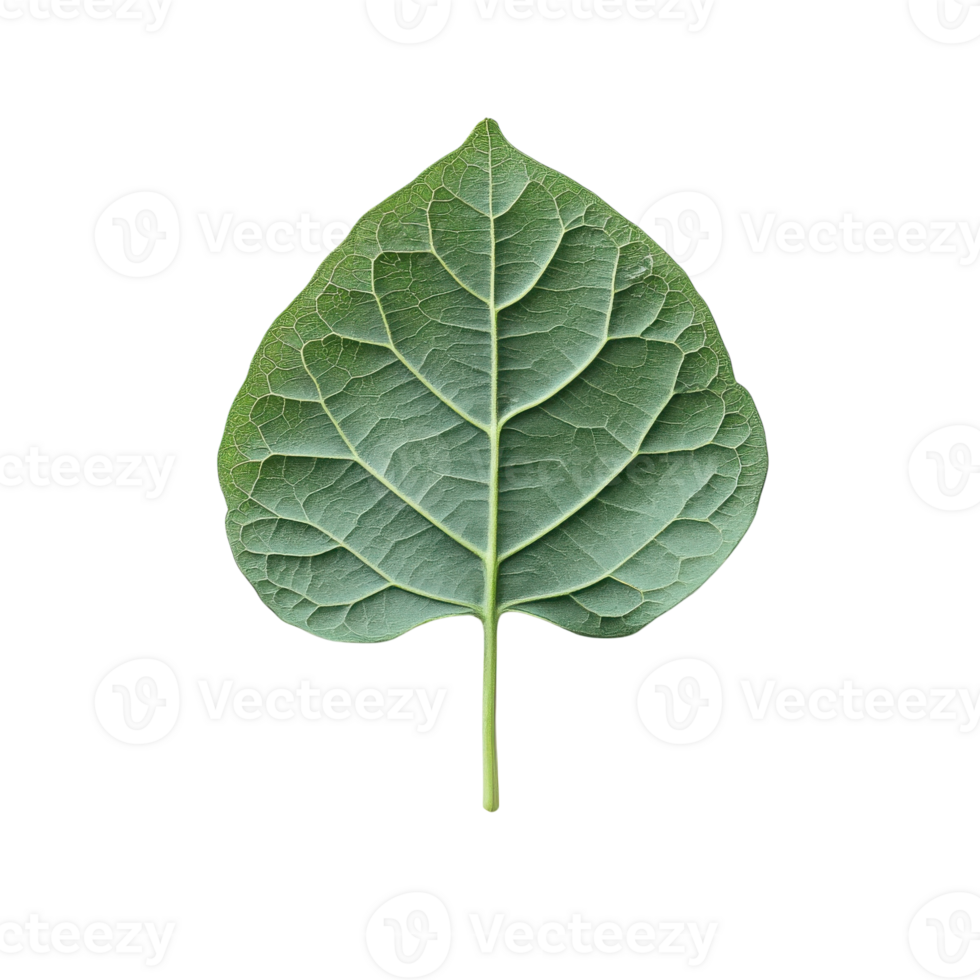 Moringa Leaf White Background on transparent background. png
