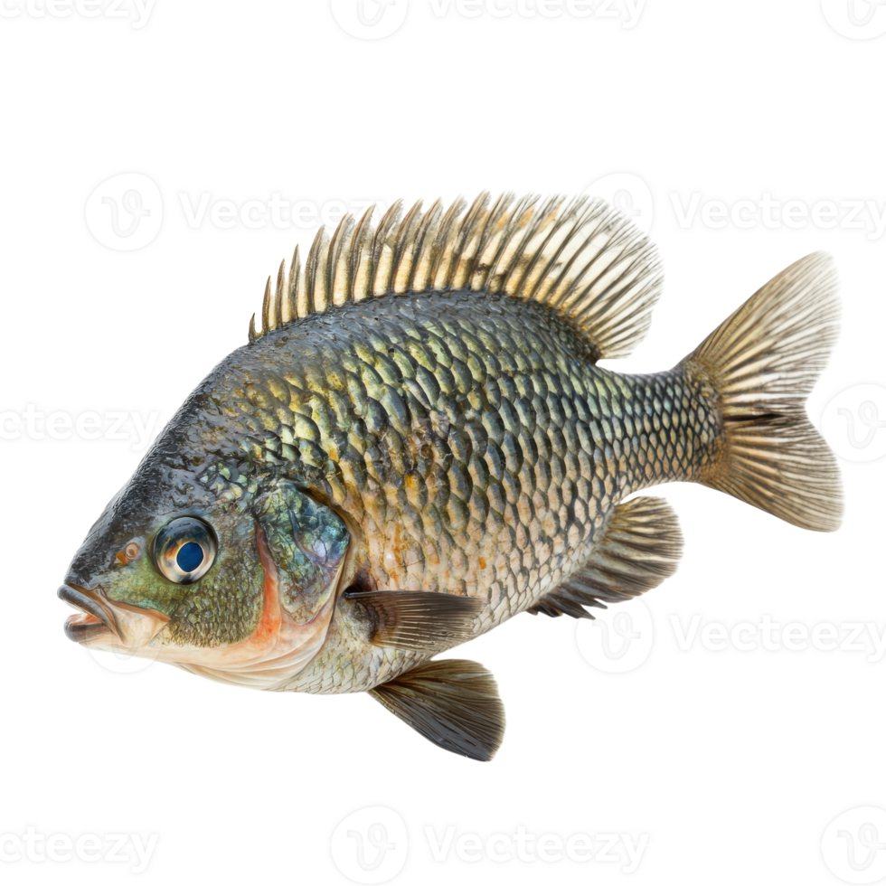 Nile Tilapia Fish White Background on transparent background. png