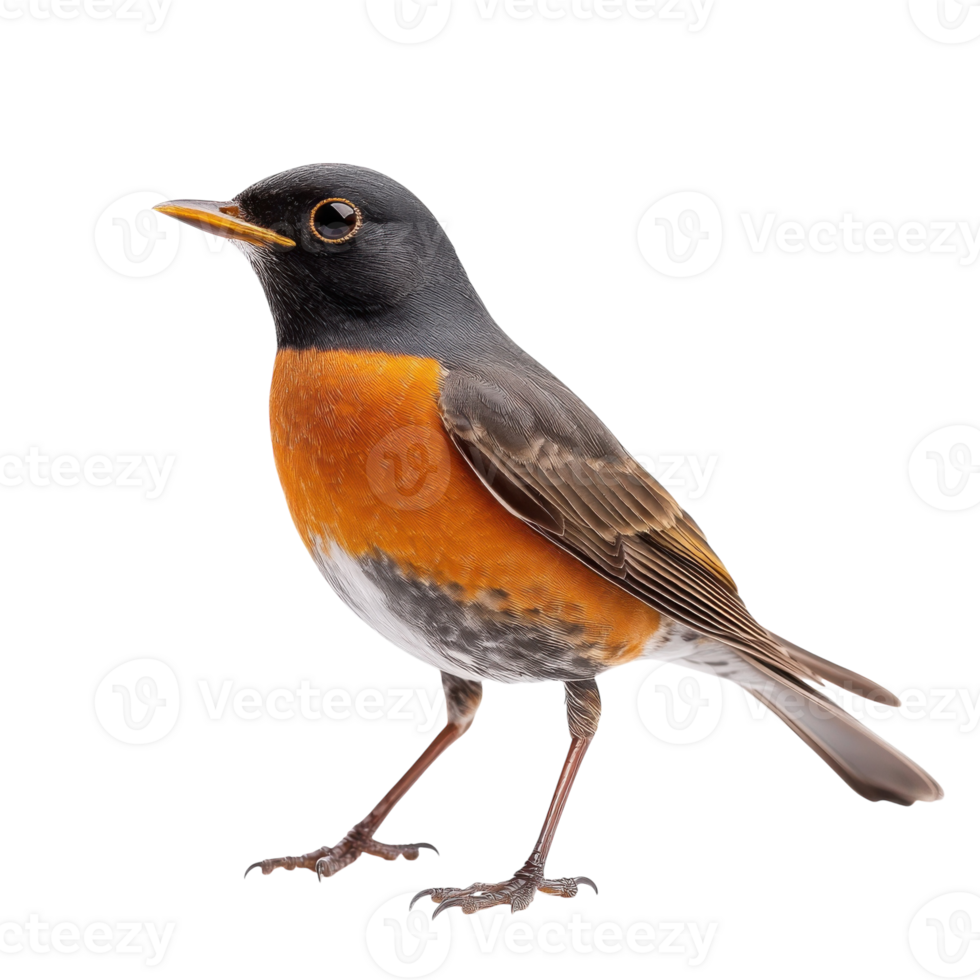 Vibrant Robin Bird on White on transparent background. png